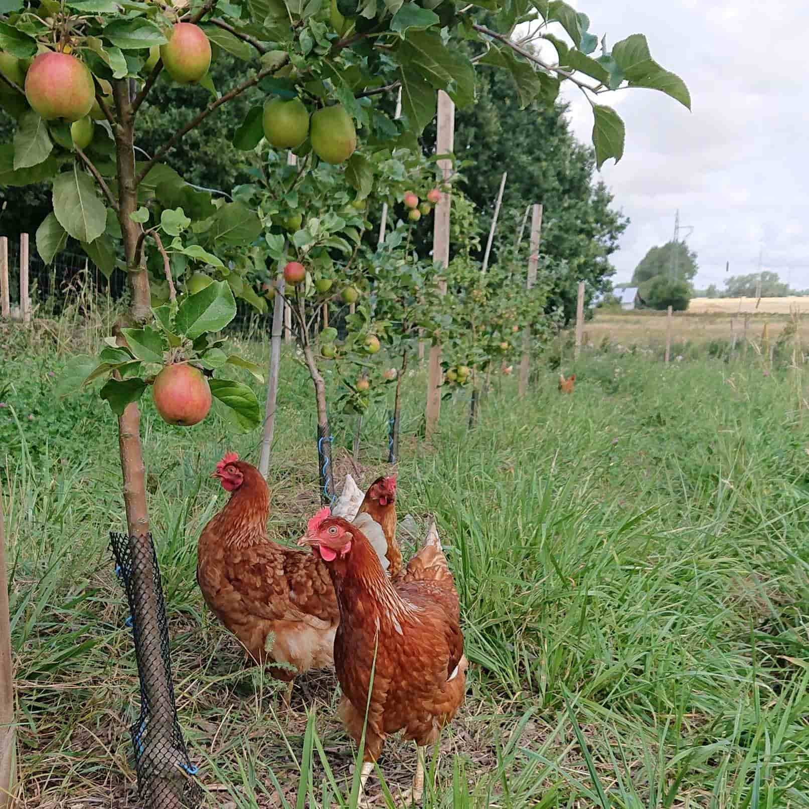 De økologiske høns hos Vivis Pryd har adgang til græs i vores frugtplantage.